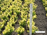 latifolia maculata 